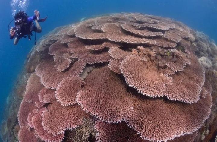 Sapak Bungalow Selong Belanak Bagian luar foto